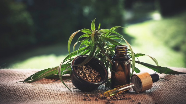 hemp plants and oil
