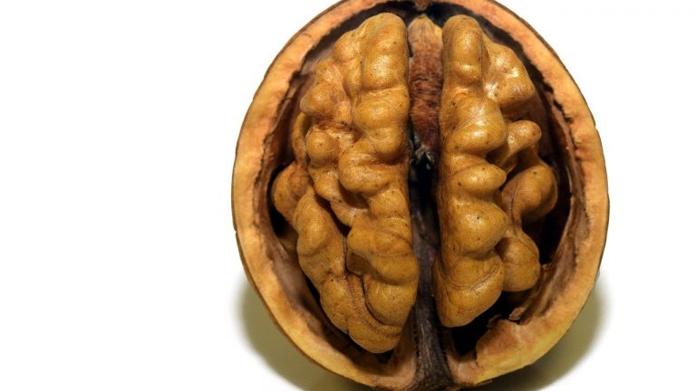 nutshell open brain